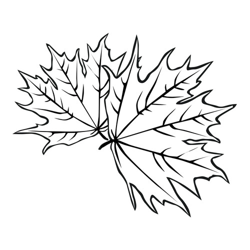 Раскраска Листья клена
