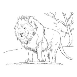 Раскраска Африканский лев
