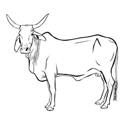 Раскраска Индийская корова