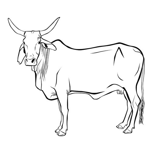Раскраска Индийская корова