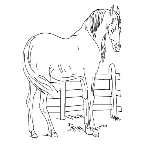 Раскраска Лошадь за забором