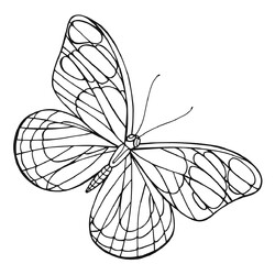 Раскраска Бабочка простая для раскрашивания