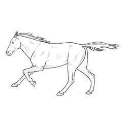 Раскраска Грациозная лошадь