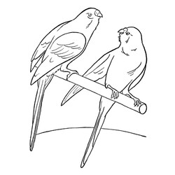 Раскраска Два попугая
