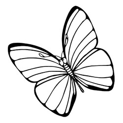 Раскраска Задумчивая бабочка