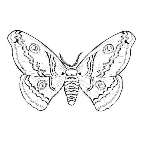 Раскраска Мохнатая бабочка
