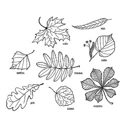 Раскраска Коллекция листьев
