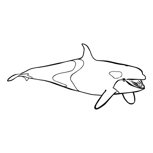 Раскраска Дельфин-косатка