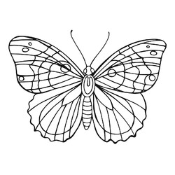 Раскраска Бабочка с рисунками