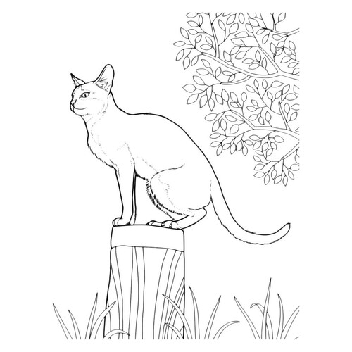 Раскраска Дикий кот сидит на пеньке