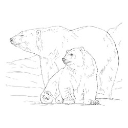 Раскраска Полярыный медведь