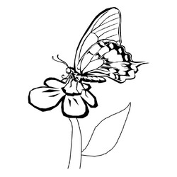 Раскраска Бабочка на ромашке