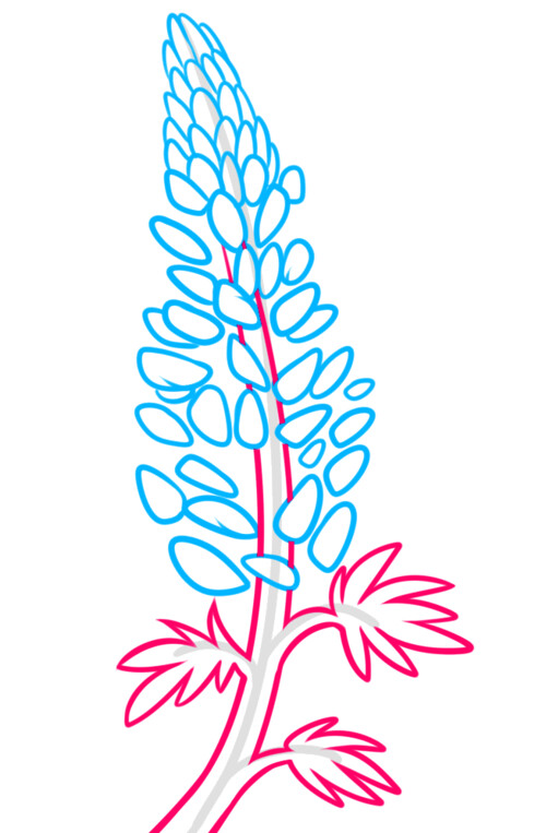 Как нарисовать цветок люпина 5