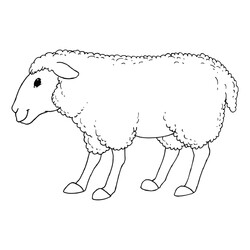 Раскраска Одинокая овечка
