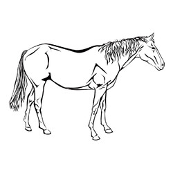Раскраска Изысканная лошадь