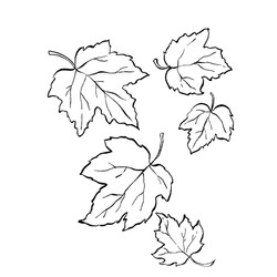 Раскраска Осенние листья
