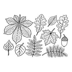 Раскраска Листья для дошкольников