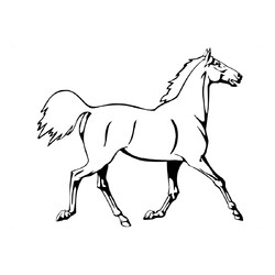 Раскраска Лошадь на показе