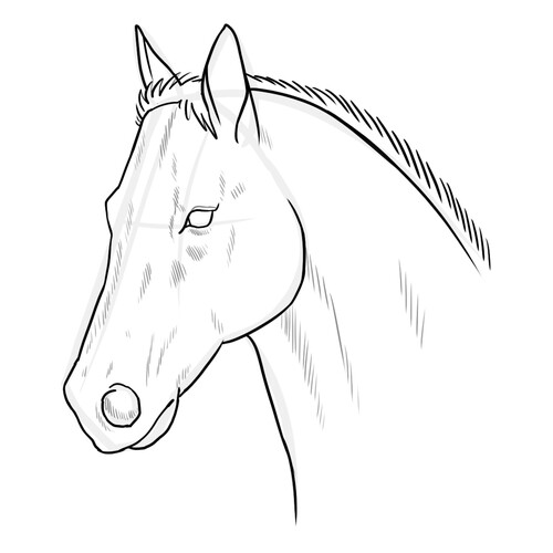 Раскраска Голова лошади для вышивки