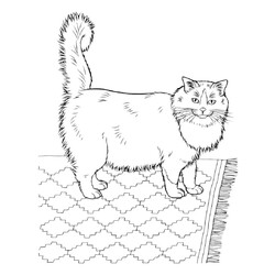 Раскраска Шикарный домашний кот
