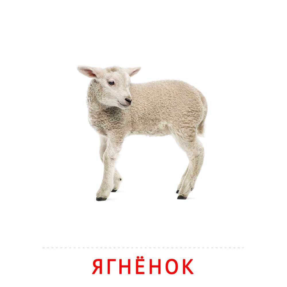 Ягнёнок: карточка Домана | скачать или распечатать