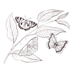 Раскраски бабочек
