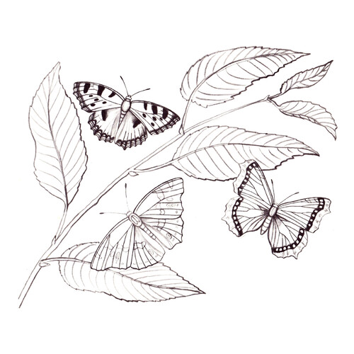 Бабочки-подружки на листиках