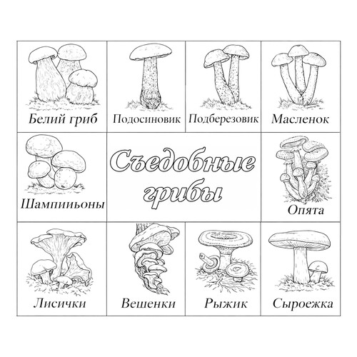 Раскраска Съедобные грибы