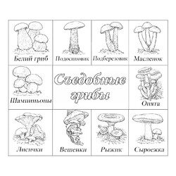 Раскраска Съедобные грибы