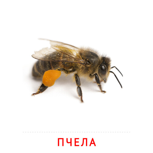 Карточка Домана Пчела