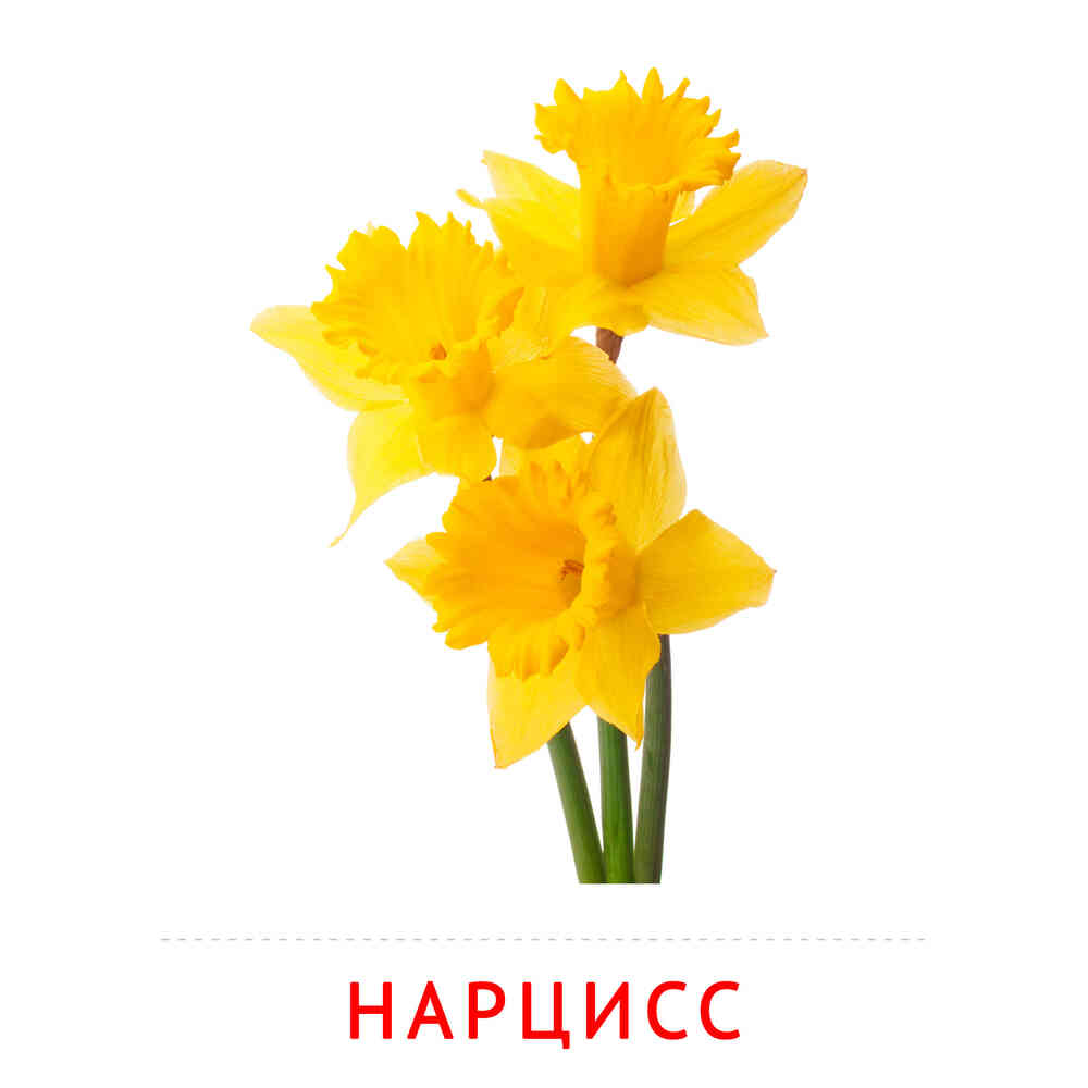 Цветы: Нарцис