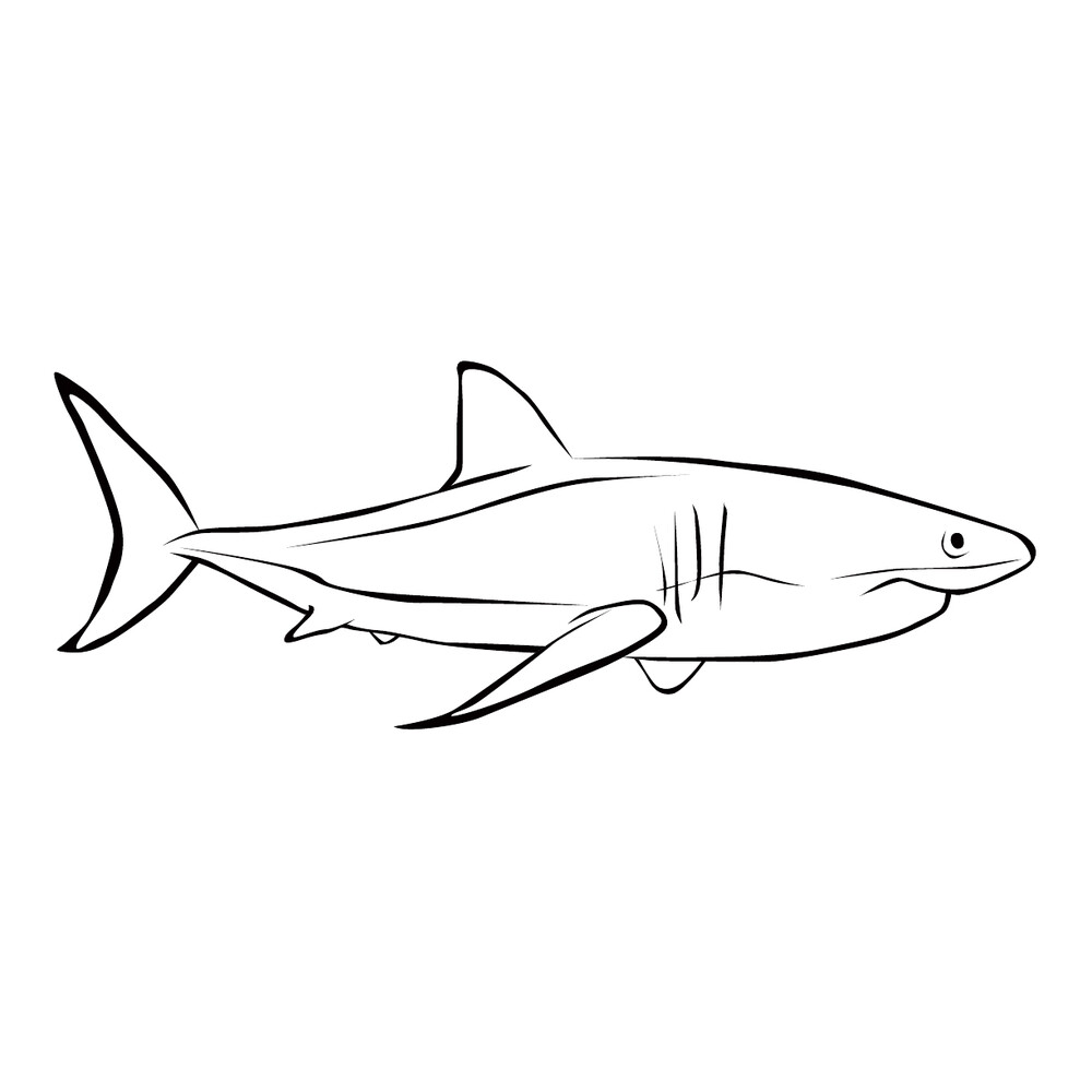 Акула рисунок раскраска (53 фото)
