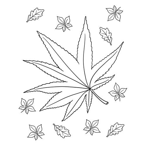 Раскраска Японский кленовый осенний лист