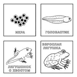 Раскраска Жизненный цикл лягушки