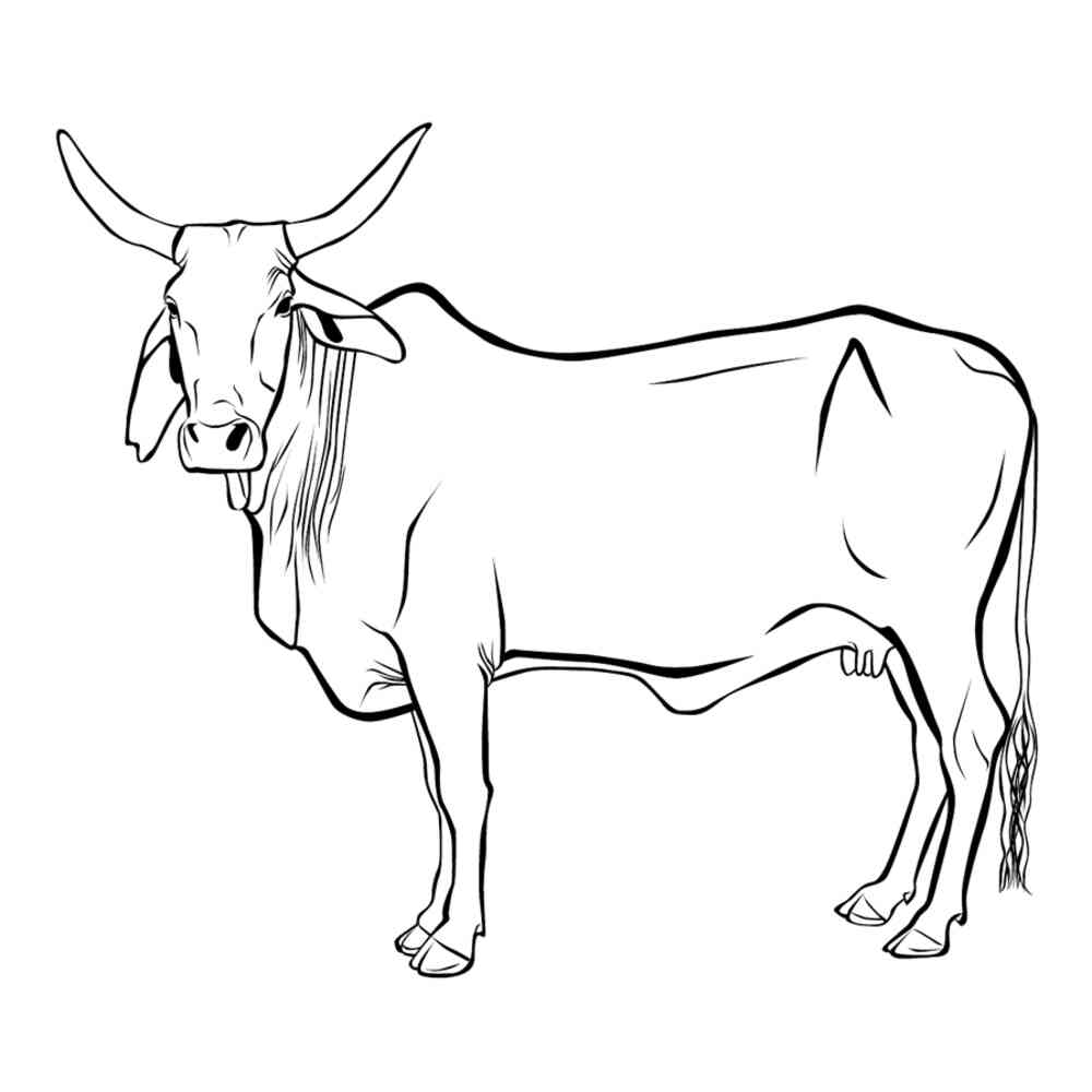 Раскраска домашние животные корова