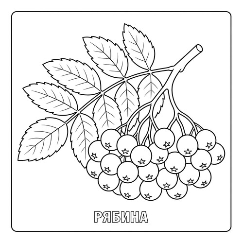 Раскраска Ягоды Рябина