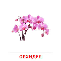 Карточка Домана Орхидея