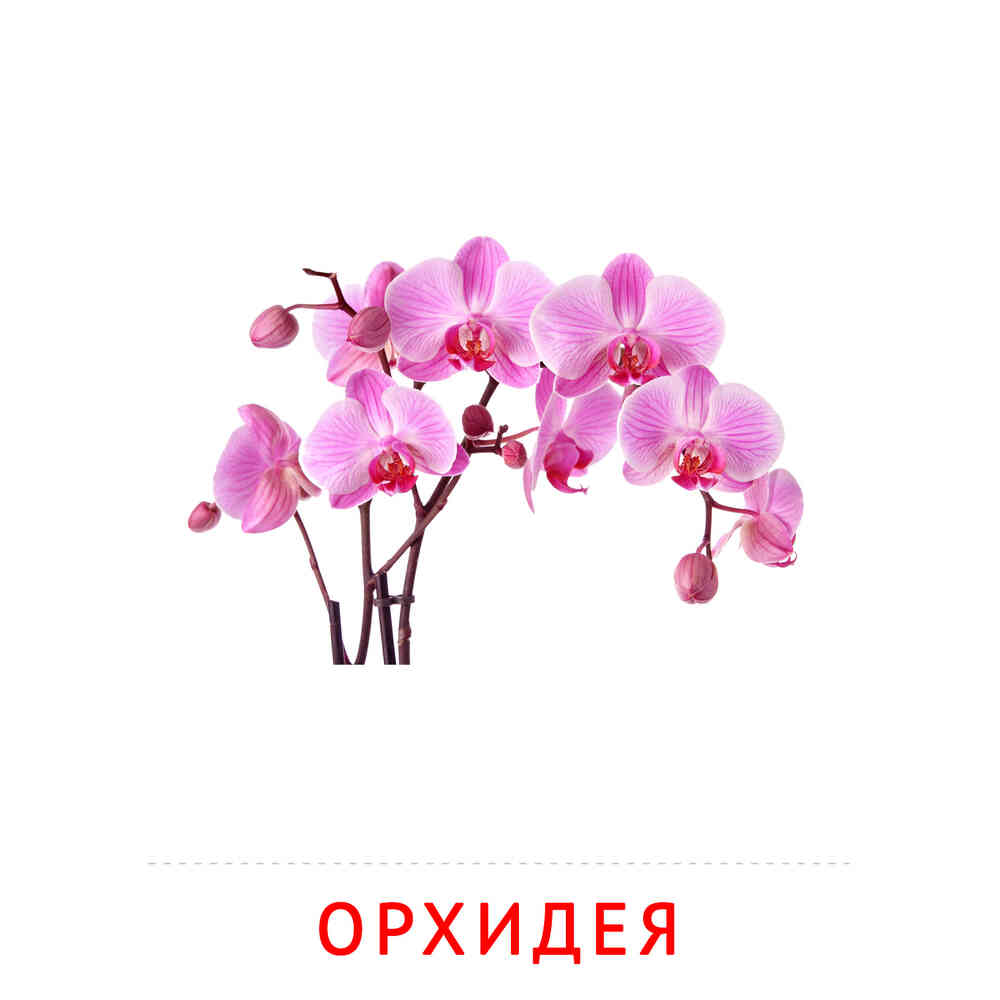 Цветы: Орхидея