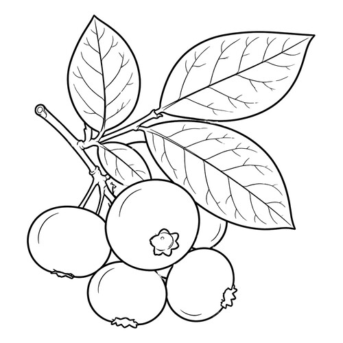 Раскраска Черника