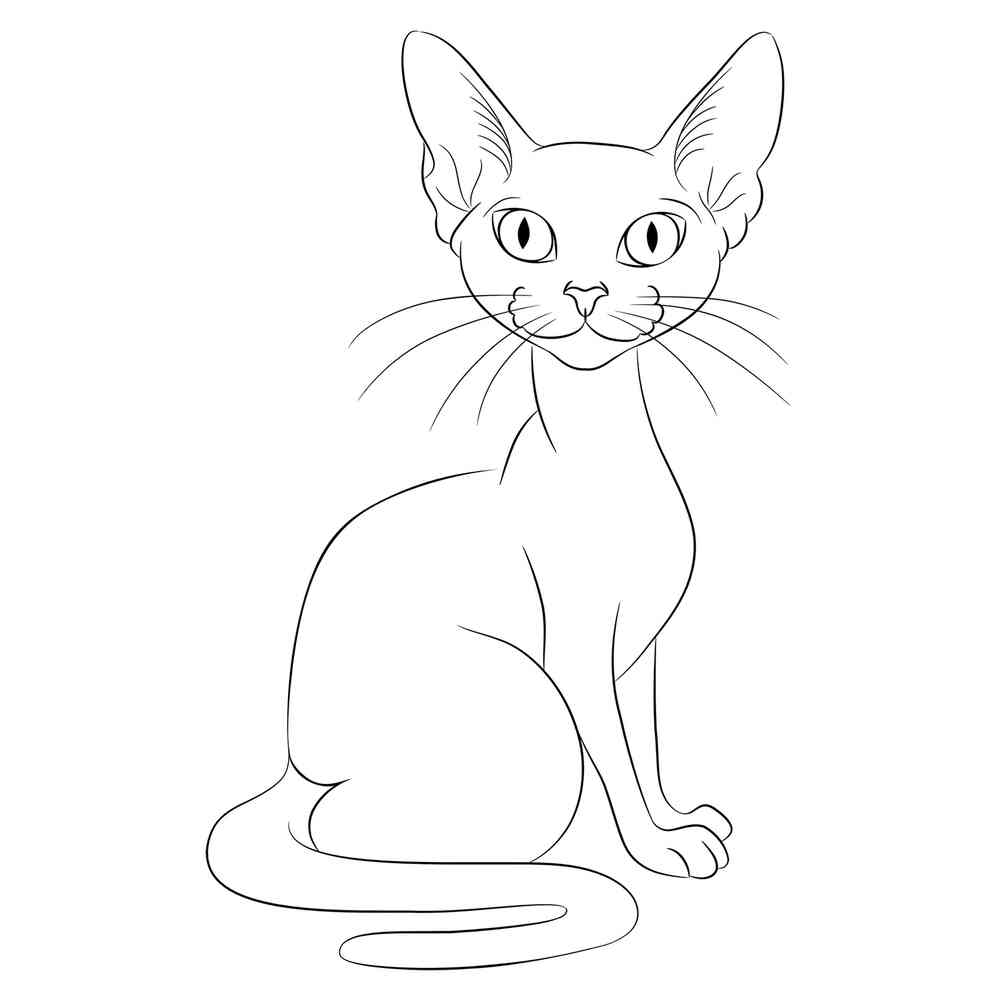 Раскраска Кот сфинкс распечатать или скачать