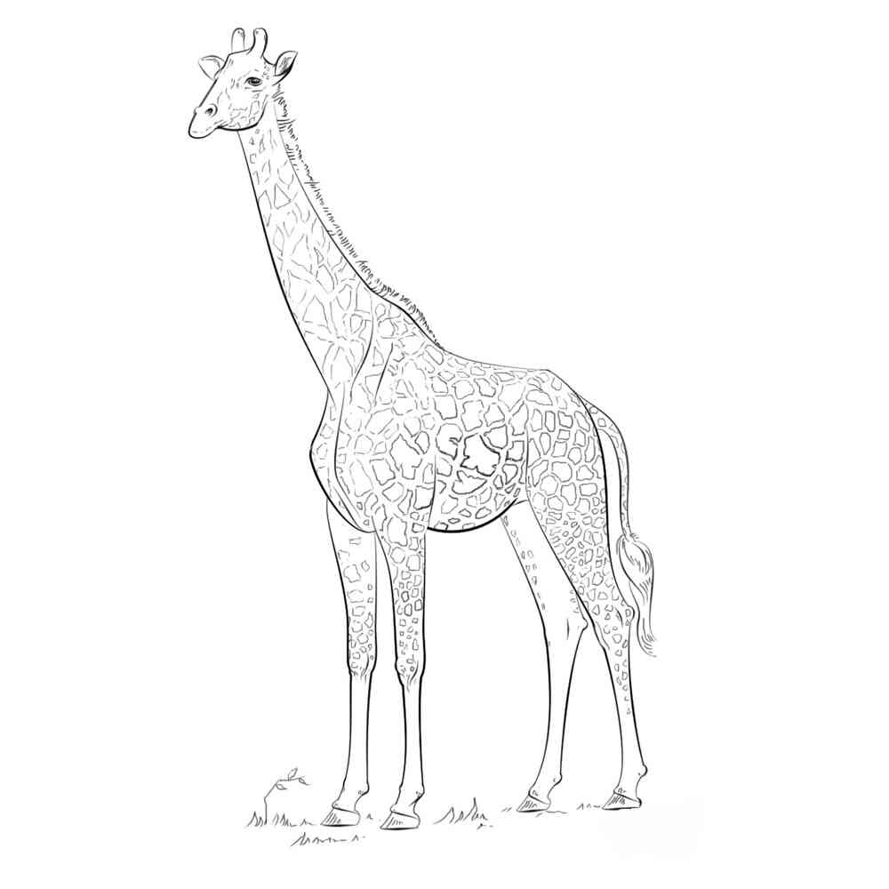 Раскраски жираф, Страница:12.