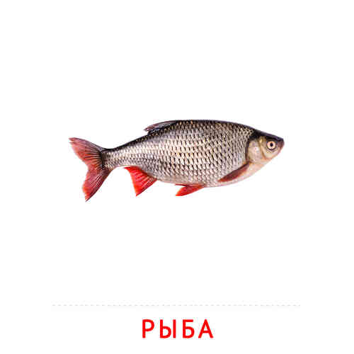 Карточки Домана на тему «Рыбы и другие морские обитатели»