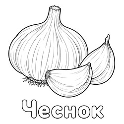 Раскраска Чеснок