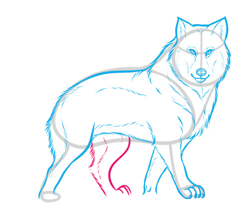 Как нарисовать волка 7