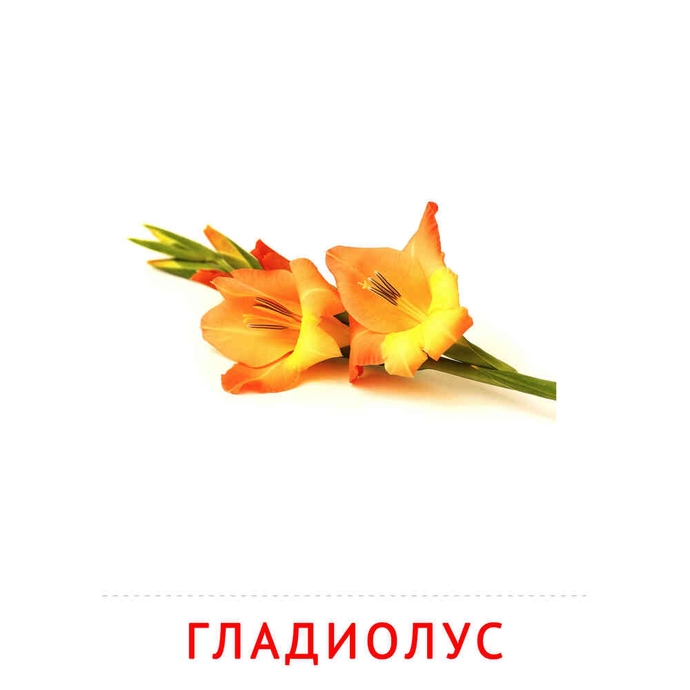 Цветы: Гладиолус