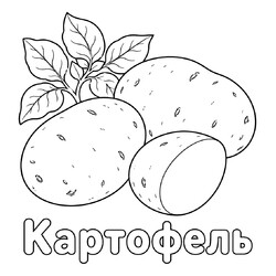 Раскраска Картофель