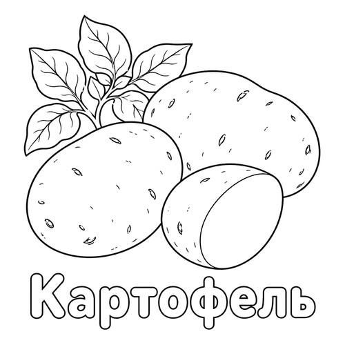 Раскраска Картофель