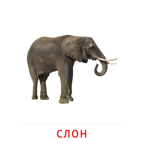 Карточка Домана Слон