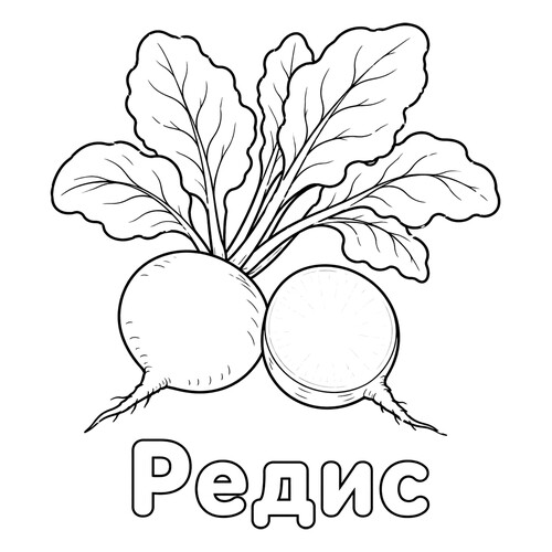 Раскраска Редис