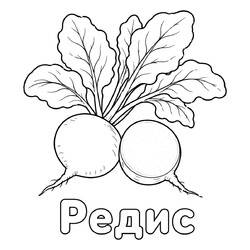 Раскраска Редис